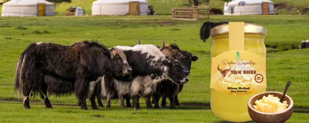 20250624141040 8330 1000x400